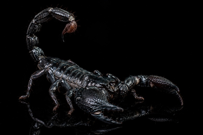 Rare Arachnids and Scorpions
