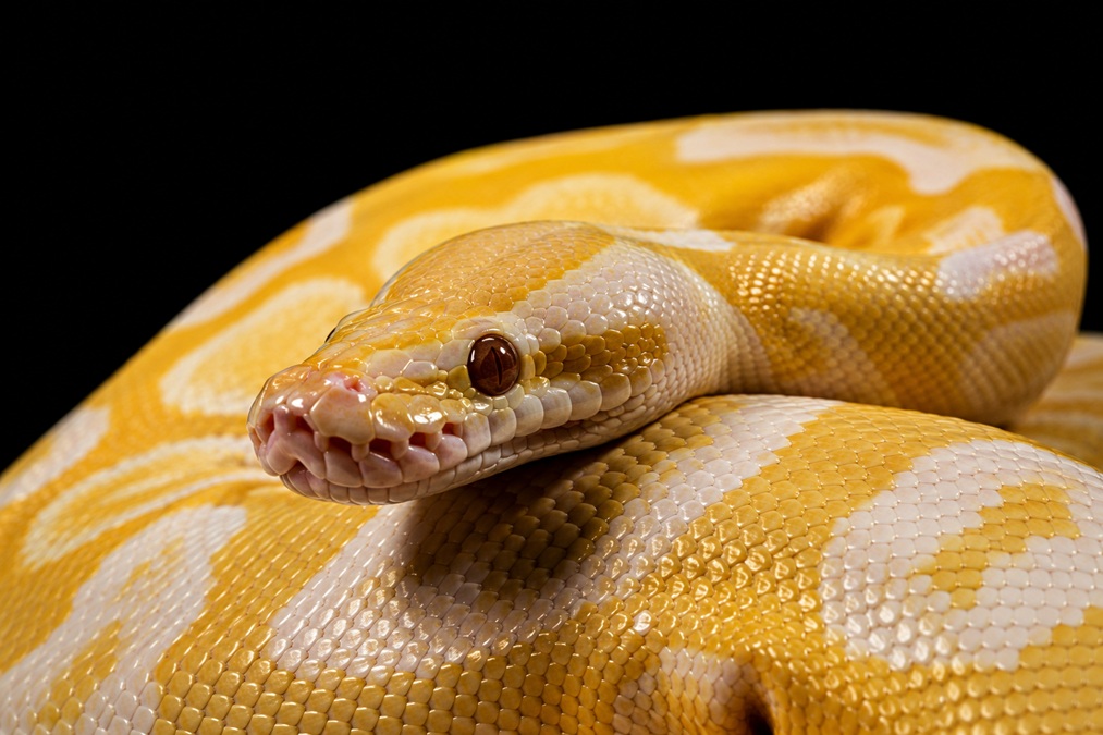 Rare Snakes Collection