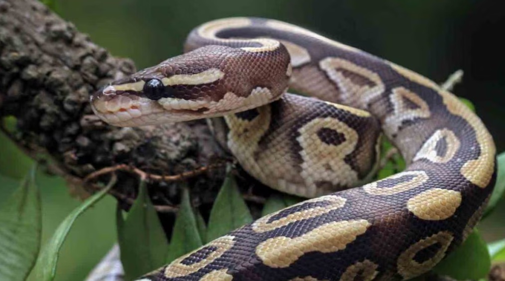 Non-Venomous Snakes
