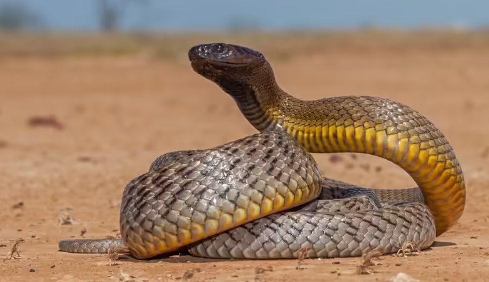 Venomous Snakes