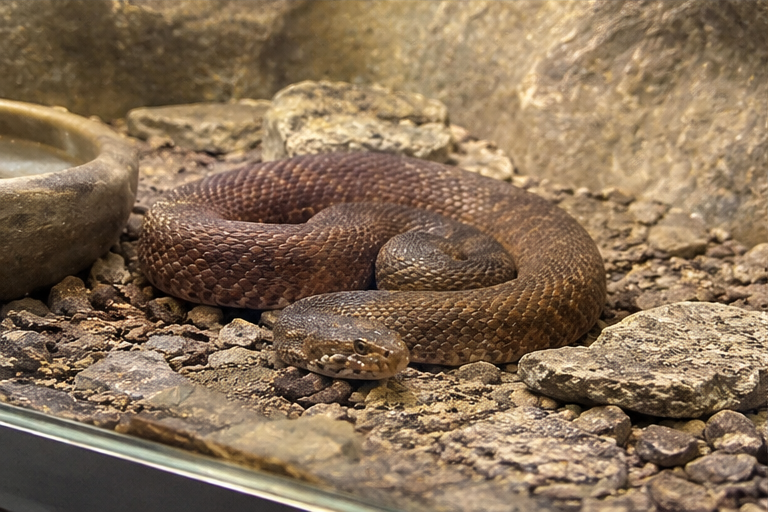 Common Death Adder (Acanthophis antarcticus)