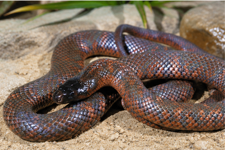 Collett's Snake (Pseudechis colletti)