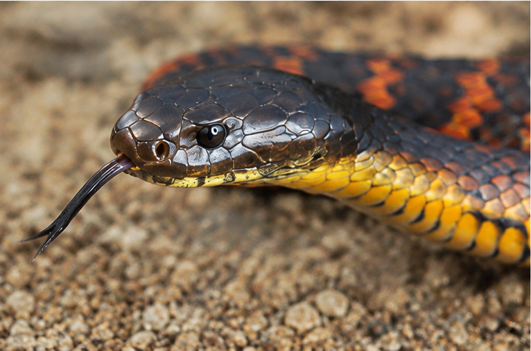 Tiger Snake (Notechis scutatus)