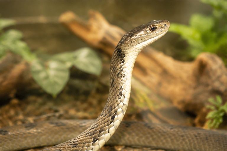 Rough-Scaled Snake (Tropidechis carinatus)
