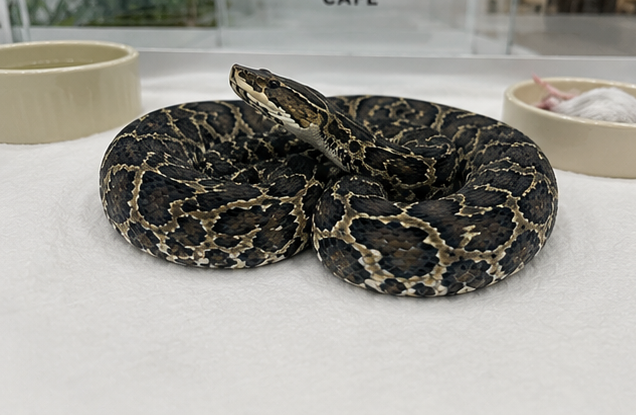 Urutu Pit Viper (Bothrops alternatus)