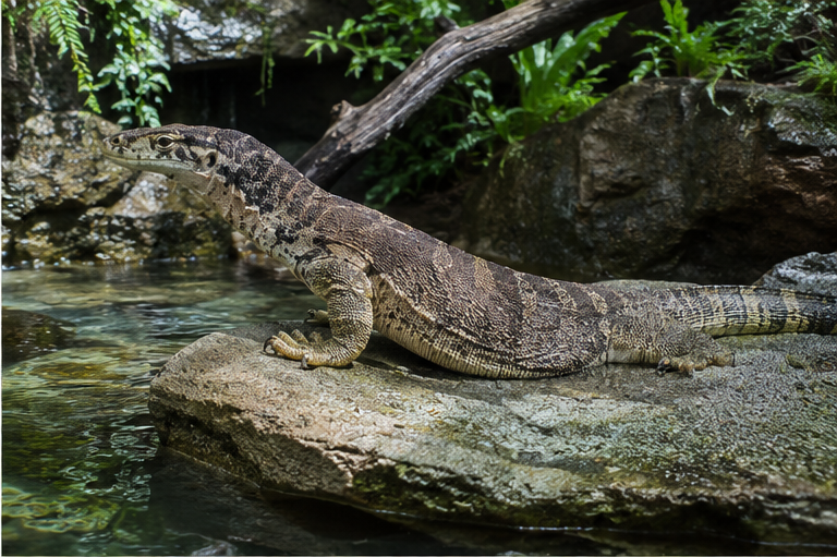 Spencer's Monitor (Varanus spenceri)
