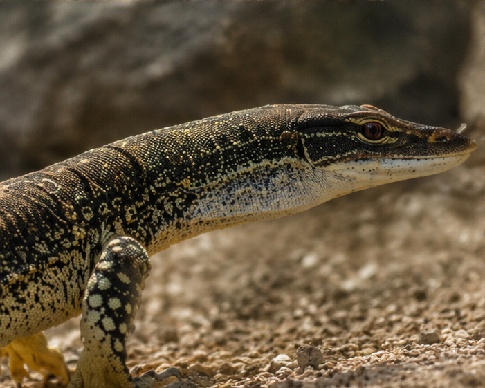 Sand Goanna (Varanus gouldii)