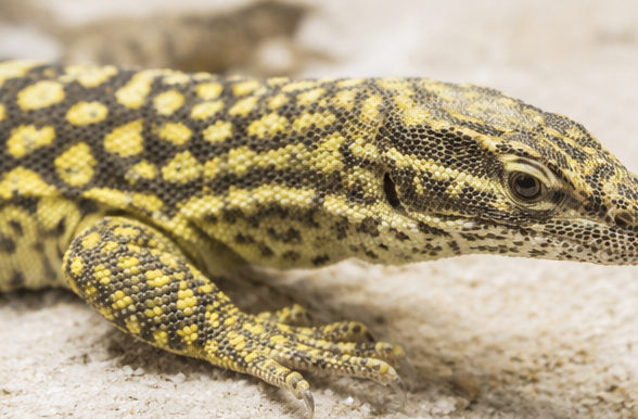 Yellow Ackie Monitor (Varanus acanthurus brachyurus)