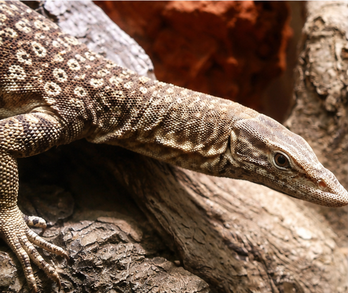Freckled Monitor (Varanus tristis tristis)