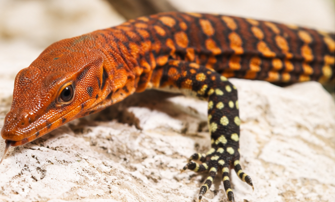 Pilbara Rock Monitor (Varanus pilbarensis)