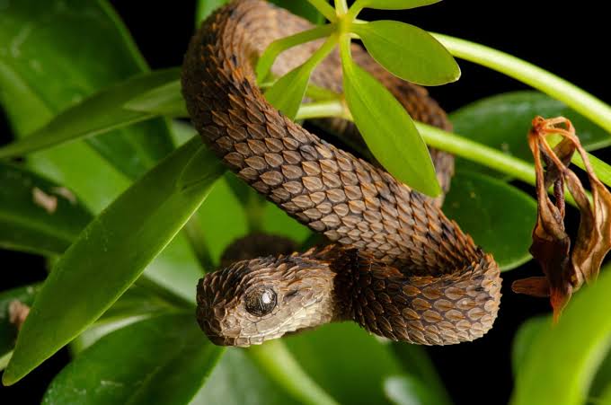 Atheris hispida (Spiny Bush Viper)