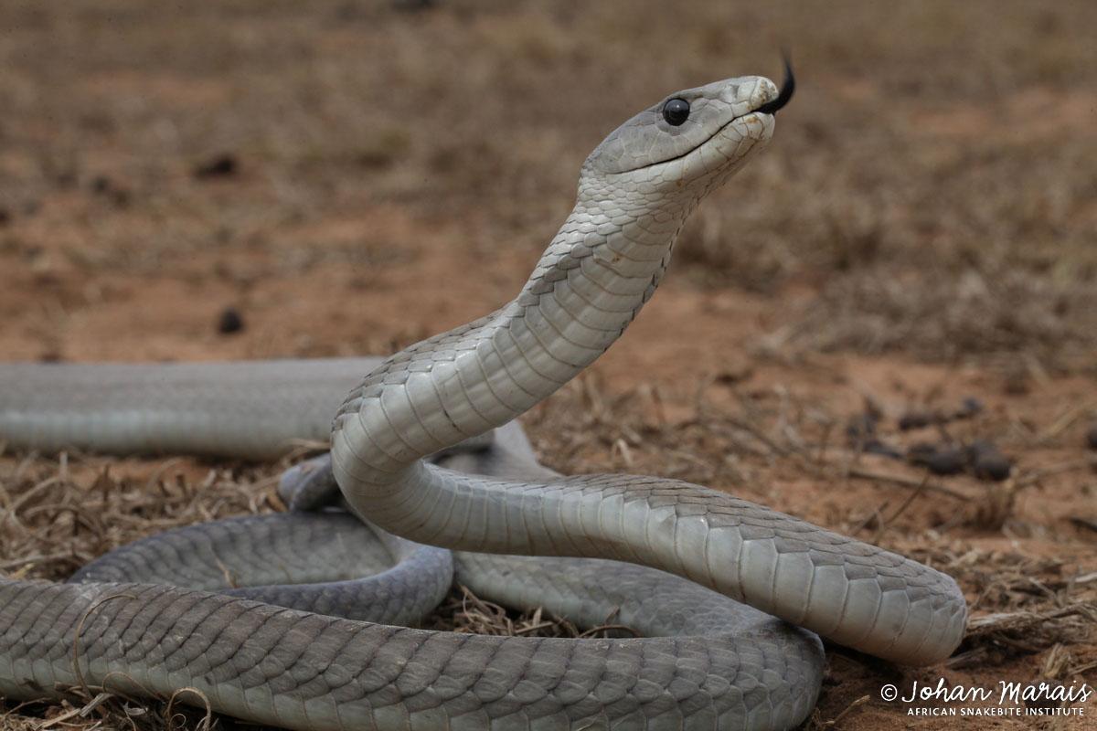 Black Mamba (Dendroaspis polylepis)