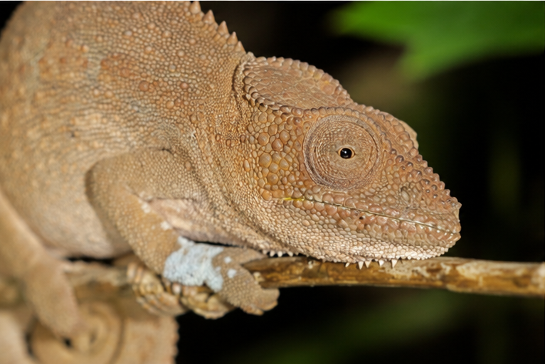 Panther Chameleon (Furcifer pardalis) - Ambanja