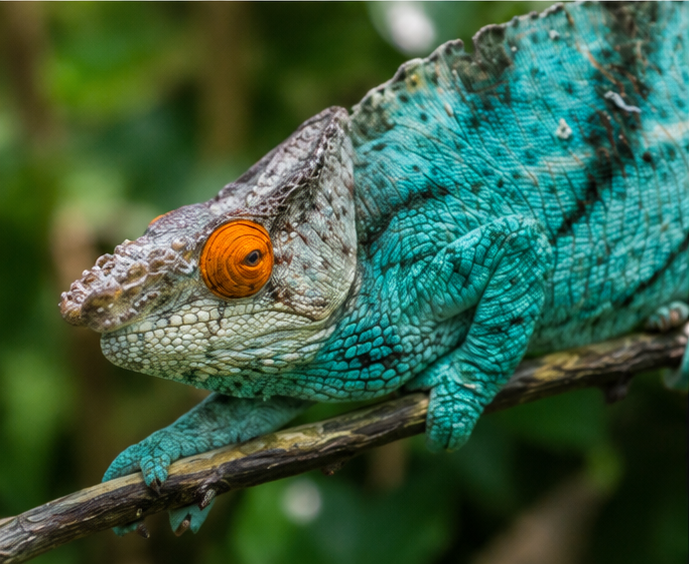 Parson's Chameleon (Calumma parsonii) - Orange Eye