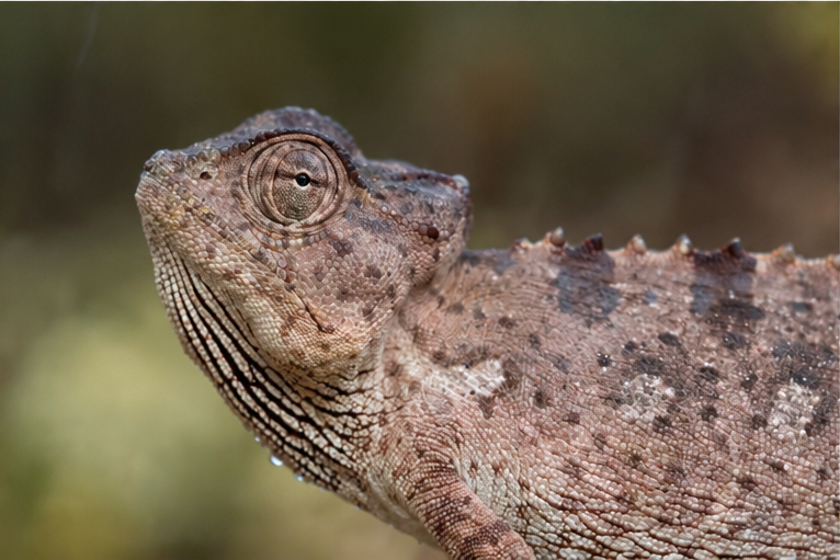 Namaqua Chameleon (Chamaeleo namaquensis)