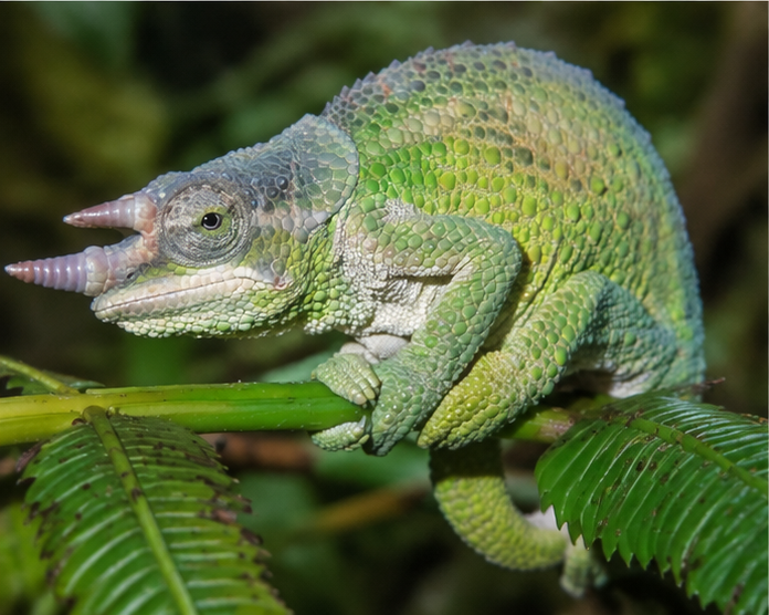 Werner's Chameleon (Trioceros werneri)