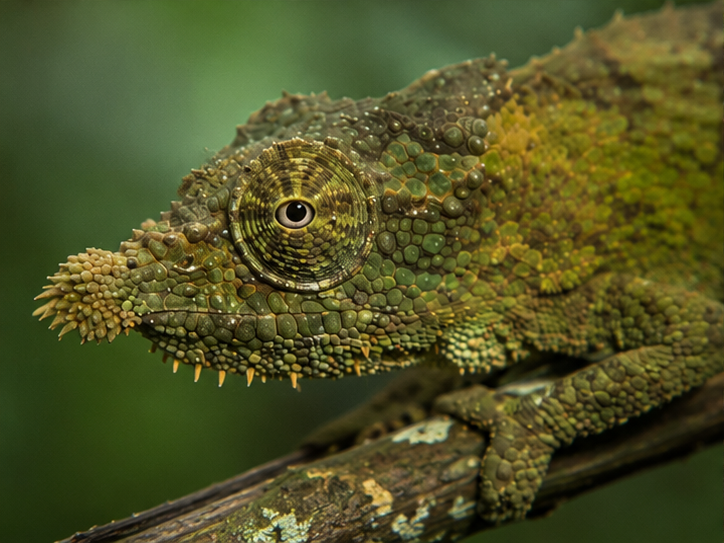 Rosette-Nosed Chameleon (Rhampholeon spinosus)