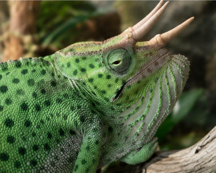 Deremensis Chameleon (Trioceros deremensis)