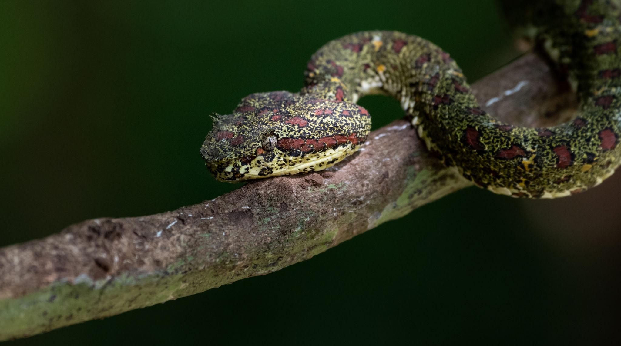 Eyelash Viper (Bothriechis schlegelii) - Ornate Morph