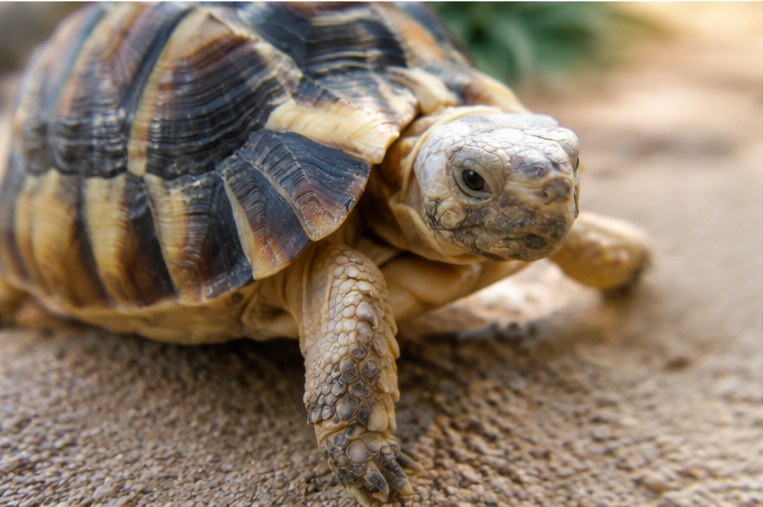 Egyptian Tortoise (Testudo kleinmanni)