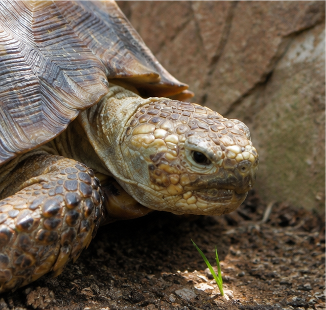 Texas Tortoise (Gopherus berlandieri)