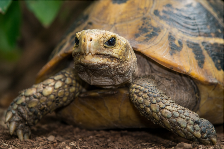 Elongated Tortoise (Indotestudo elongata)