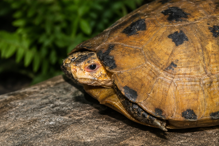 Forsten's Tortoise (Indotestudo forstenii)