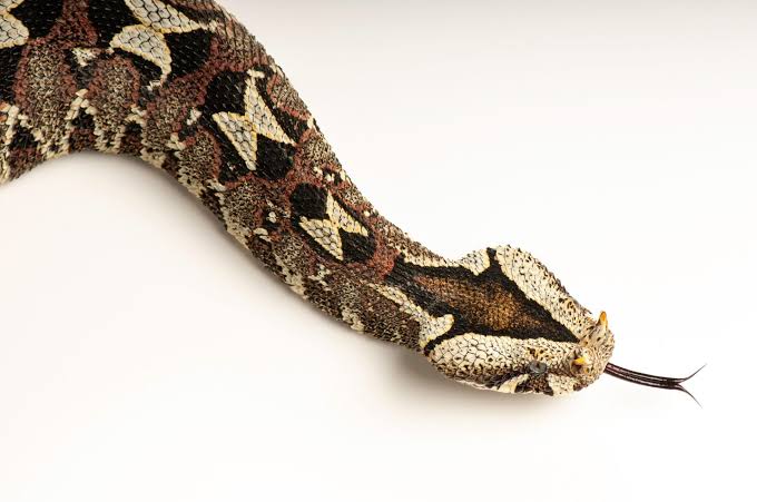 Rhinoceros Viper (Bitis nasicornis)