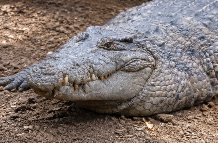 New Guinea Crocodile (Crocodylus novaeguineae)