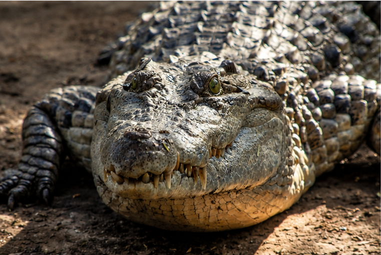 Philippine Crocodile (Crocodylus mindorensis)