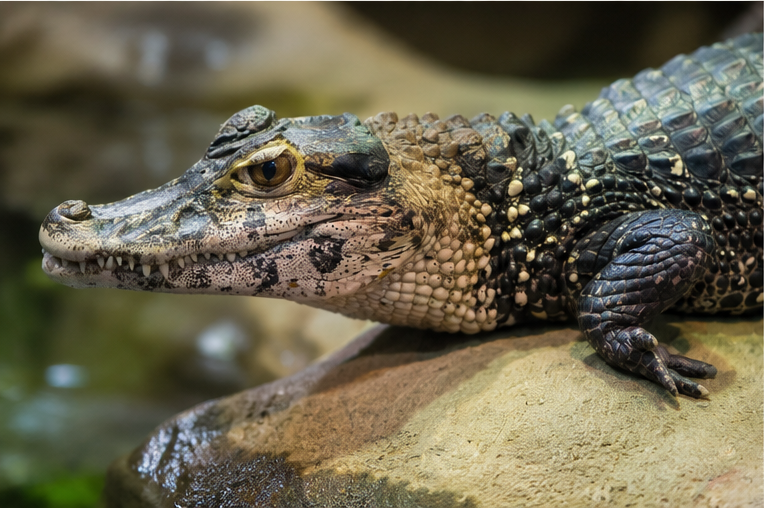 Black Caiman (Melanosuchus niger)
