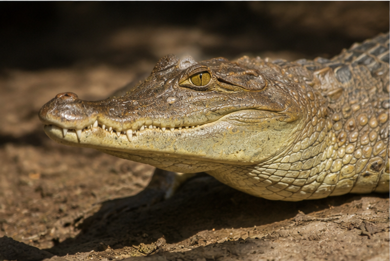 Spectacled Caiman (Caiman crocodilus)