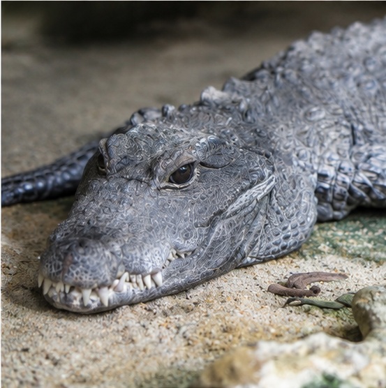 Dwarf Crocodile (Osteolaemus tetraspis)