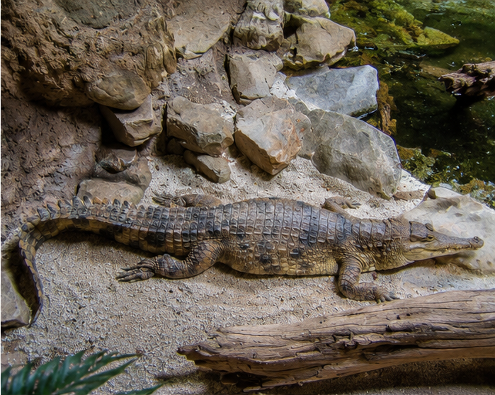 African Slender-Snouted Crocodile (Mecistops cataphractus)