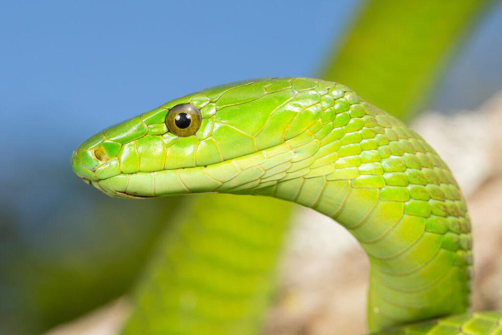 Eastern Green Mamba (Dendroaspis angusticeps)