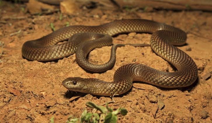 King Brown Snake (Pseudechis australis)