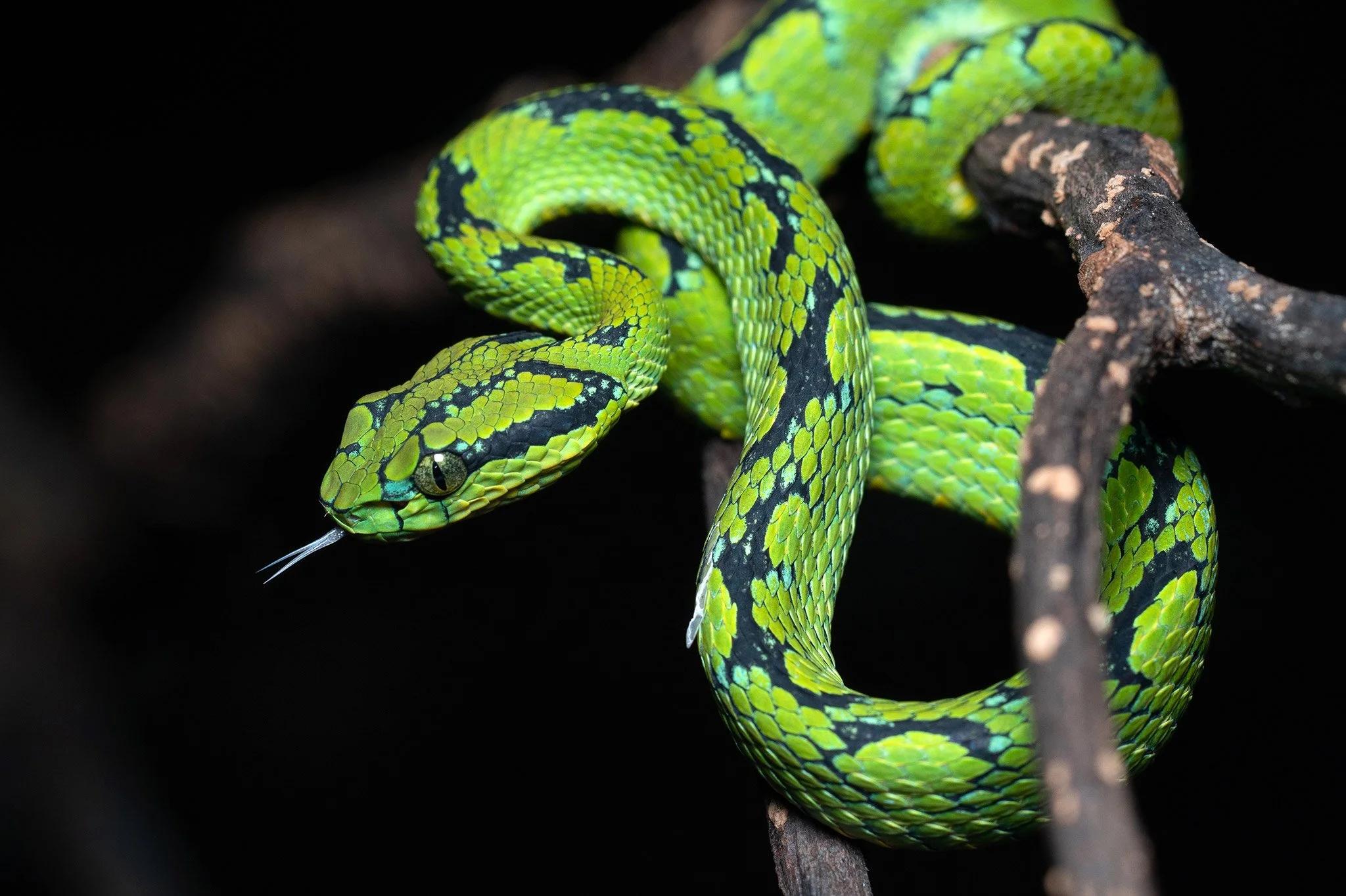 Sri Lankan Pit Viper (Trimeresurus trigonocephalus)