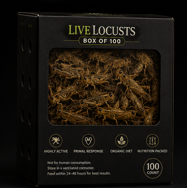 Live Locusts (Box of 100)