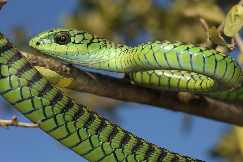 Boomslang (Dispholidus typus)