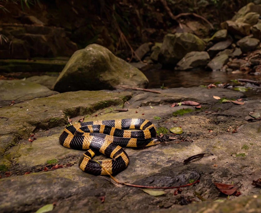 Banded Krait (Bungarus fasciatus)