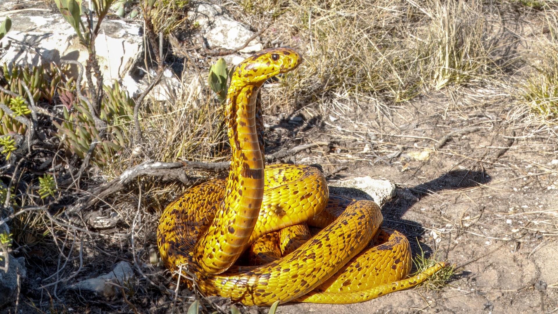 Cape Cobra (Naja nivea) - Speckled Phase