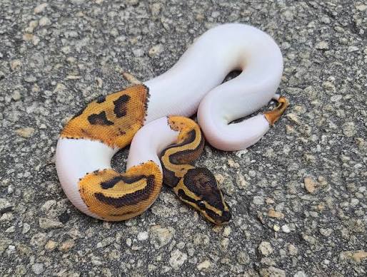 Piebald Ball Python (High White)