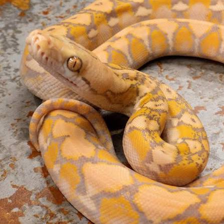 Super Dwarf Reticulated Python (Purple Albino)