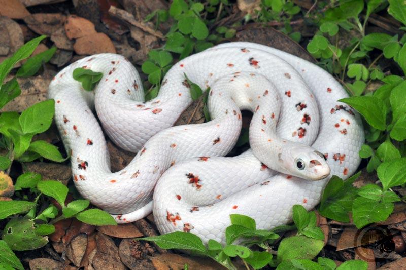 Palmetto Corn Snake