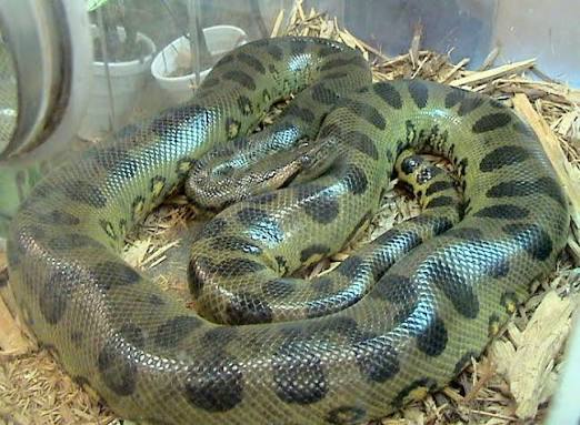Green Anaconda (Eunectes murinus)