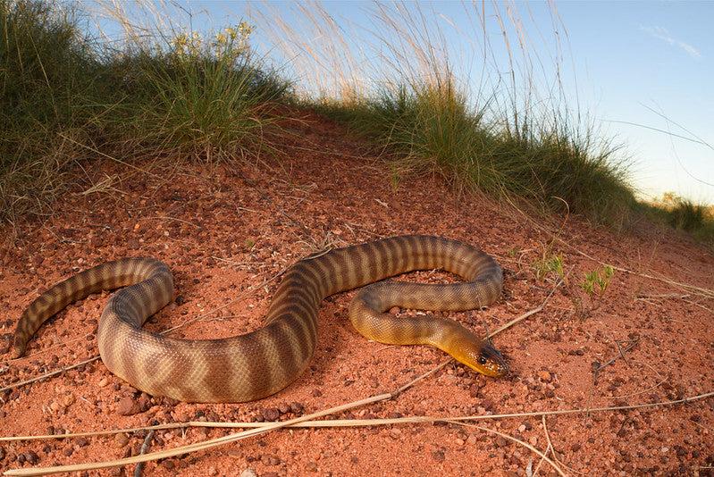 Woma Python (Aspidites ramsayi)