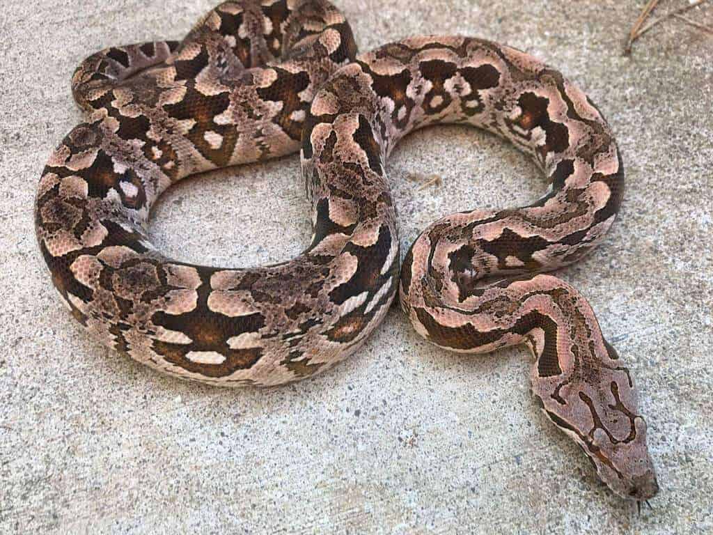 Dumerils Boa (Acrantophis dumerili)