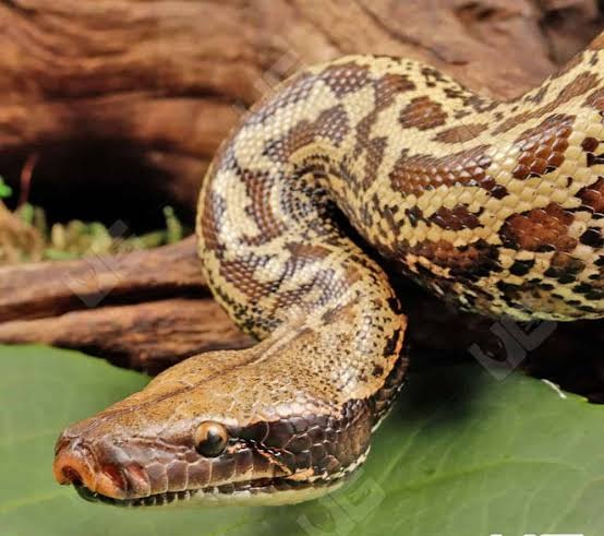 Batik Blood Python (Python brongersmai)