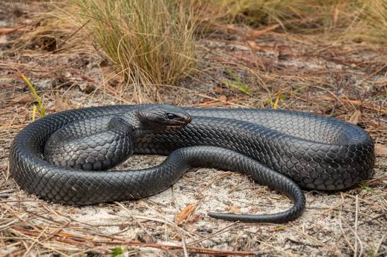 Eastern Indigo Snake (Drymarchon couperi)