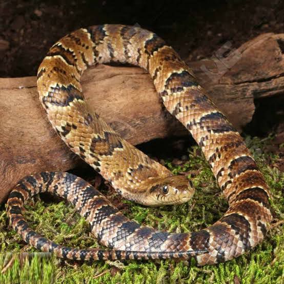 False Water Cobra (Hydrodynastes gigas)
